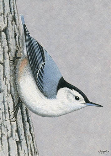 ACEO Original Miniature Acrylic Bird Wildlife Painting - White-breasted Nuthatch - AJMWildlifeArt
