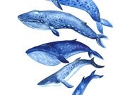 Whales - Print from Original Watercolor Illustration,  Nautical Ocean