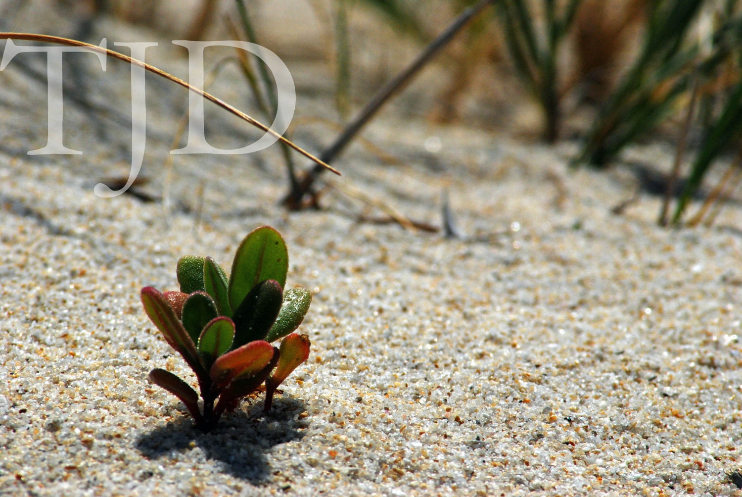 Photo print, nature photography, landscape art, sandy beach, sand, fine art photograph, 8x10 gift, succulent, closeup, flora, summer