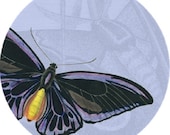 Butterfly- Insecta 10 inch Decorative Melamine Plate