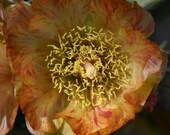 Winter Hardy Shrub Cactus Opuntia Imbricata Yellow Red Mottled Flowers