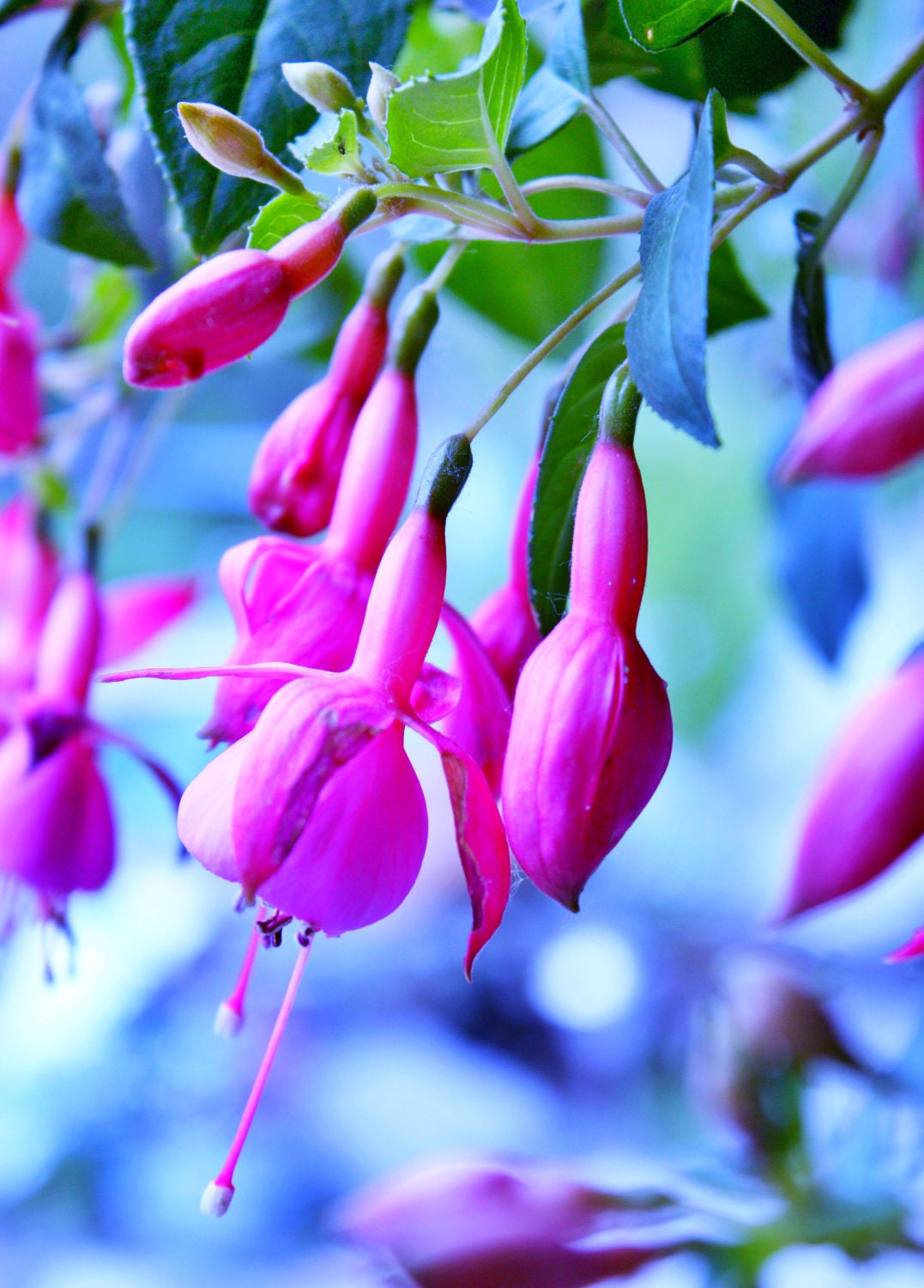 Pink Fuschia Flower, 11x14  Print, Shabby Chic, Colorful Wall Art, Aqua, Unique Gift, Affordable Home Decor, Large Wall Art