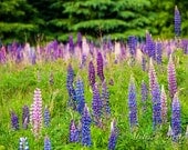 Photographic Print "Lupins - PEI"