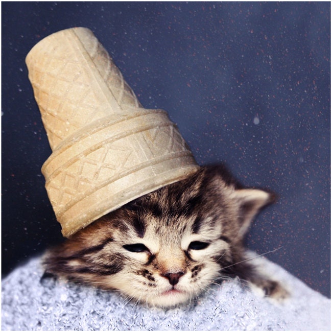 Fine art photography, original artwork, adorable little kitty, cute idea, fluffy cat, ice cream, Color Photo, Adorable Animal Photography