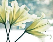 Flower Photography, Lilies, Nature Photography, Flower Print, Etsy Wall Art, 8x10, "3 Lilies" - photogodfrey