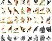 Twisted Papers Vintage Digital Collage Sheet, Victorian Nature Illustrations, Birds, Bird Cages, Miniatures 001