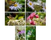 Butterfly notecards, nature card, Butterflies on Wildflowers, garden photography, photo note cards