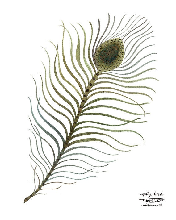 peacock plume feather art watercolor reproduction giclee print