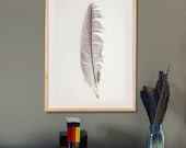 Guinea Feather  Art  Photo  8x12  Black and White Fine Art Photograph - lucysnowephotography