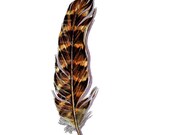 Mystery Feather - Original Watercolor Feather Painting - Nightly Study 475