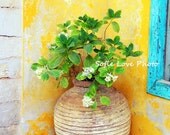 Flower Planter Mustard Wall 8 x 10 print