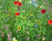 wildflower meadow color photograph nature red green blue yellow