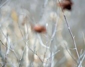 Painterly - Nature, Winter, Leaves, Tree, Grey, Brown, Fine Art Photography 8 x 10 Giclee Print / Home Decor, Wall Art