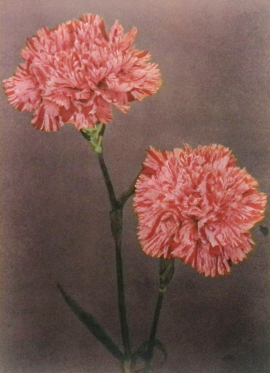 carnation botanical