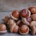 25 large real fall acorns  from red oak fall wedding natural acorns,country, northwoods,Christmas decor educational, science,craft, fall