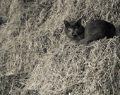 Black and White Photography, Cat Photograph Photo Paper or  Canvas, Cat on a Barn Haystack Print, Spooky Halloween 8x10 or 8x12