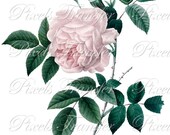 PINK ROSE Large Digital Image Transfer rosa indica botanical illustration les roses Redoute 086