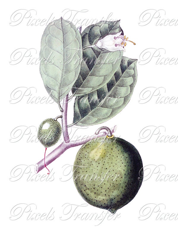 Botanical Illustration Fruit