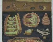 Vintage Belgian School Chart Earth Worm