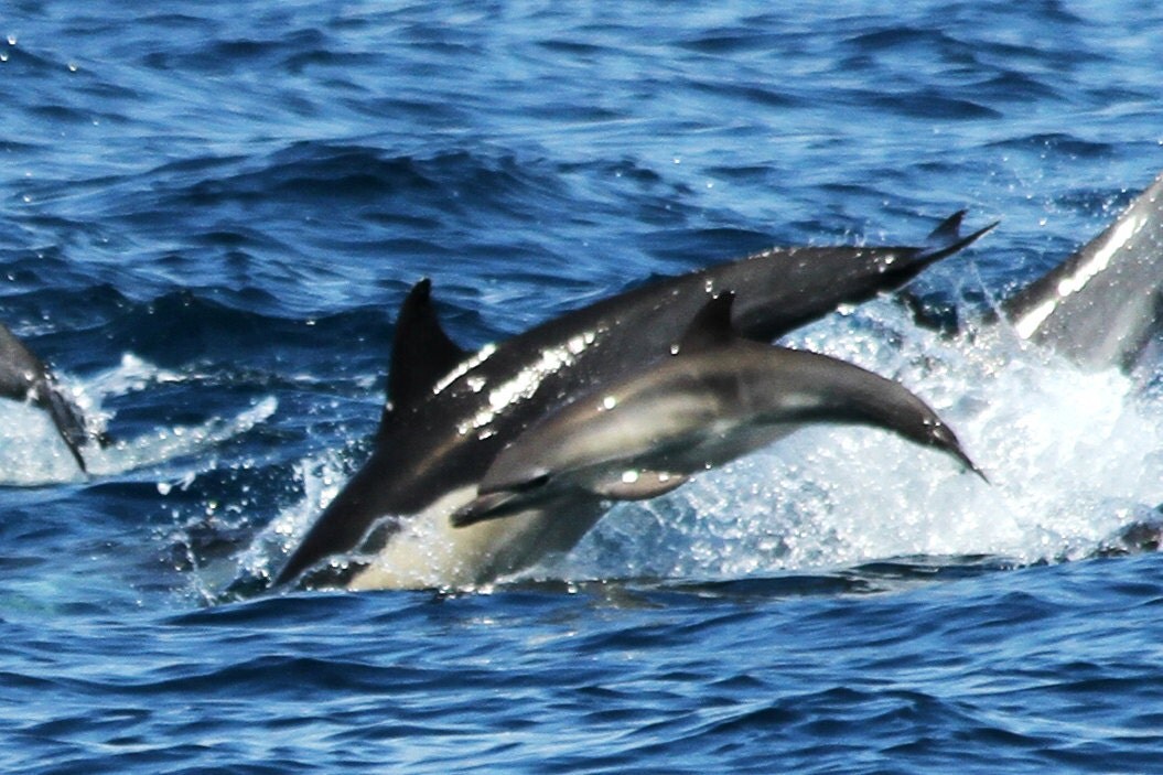 Baby Dolphins Jumping