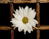 Photography Fine Art Print, Macro Botanical, Wall Home Decor, Rustic Farmhouse, White Flower