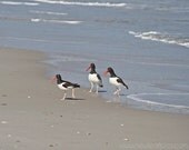 Animal Photography, photo of birds on beach, 8x10 coastal art print