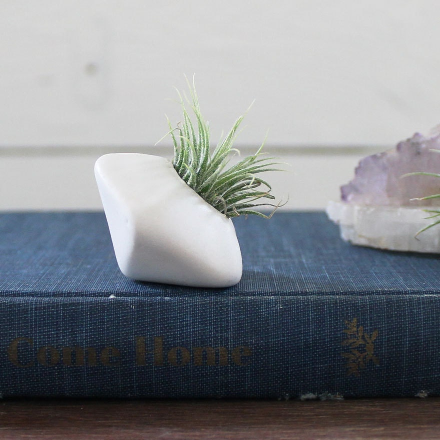 Faceted Porcelain Air Plant holder No.5 -Plant Included-