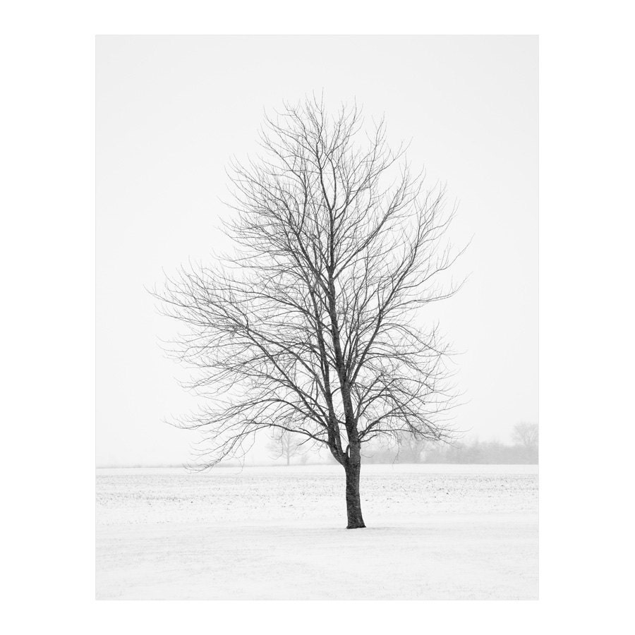 Elder - Black and White Winter Tree Photography, Landscape, Snow, Minimalist, B&W, Bare Branches, Woodland Photo, Gray, Home Decor - 8x10
