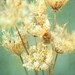 Floral prints home decor flower photography, wall art, photo collection, print set, nature photos spring garden botanical photos 4 8x8's