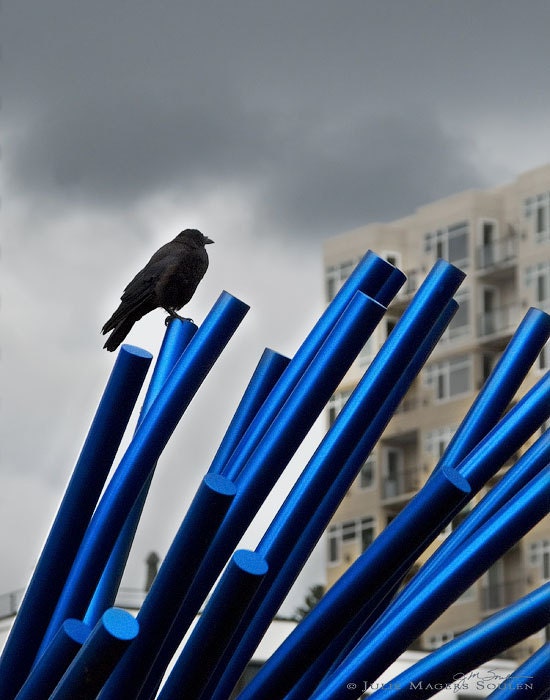 Black Crow Bird Photography -Urban Wildlife -Industrial Decor -Raven Art -Blackbird -Gifts for Men -5x7 Colorado Fine Art Photograph