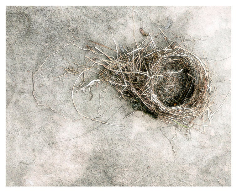 Nature Photography, neutral home decor, stone, nest, Bird's Eye View, fine art print 8x10 - moonlightphotography