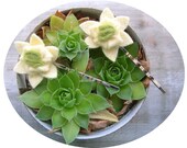 Felt Succulents for Bridesmaids Hair // Bridesmaid Gift Set of 4 // Succulent Handstitched by OrdinaryMommy on Etsy