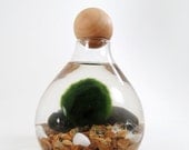 Marimo in the Cozy Home