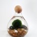 Marimo in the Cozy Home