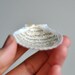 shell poem