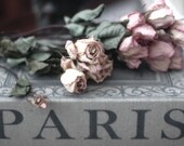 Paris Book Photography, Paris Book and Roses, Cottage Chic Paris Decor, Paris Wall Art Books, Paris Roses Book Home Decor  8" x 12"