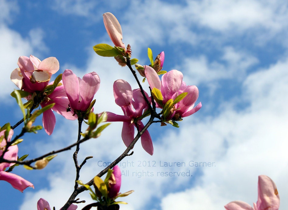 Japanese Magnolia - Flower Bloom Photography Spring Pink Blue Sky Clouds Home Decor - 5x7 Photograph