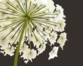 Queen Anne's Lace ( 8x10 Botanical Art Print)