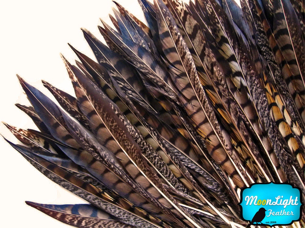 Tail feathers , 5 Pieces - 6-8" NATURAL Lady Amherst Pheasant Tail Feathers : 2227