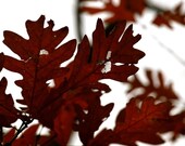 Red Leaves
