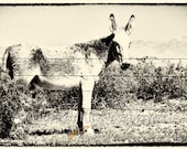Mr Jack- A Fine Art Photography of a horse and open range sign