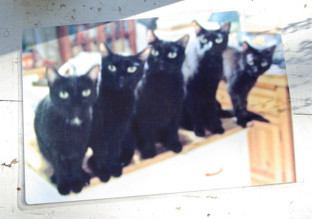 Five Black Cats Laminated Placemat