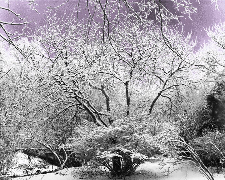 Winter Wonderland Scene of snow covered trees fine art landscape photography 10 x 8 print surreal scene lavender purple dawn sky