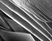 Feathers Photography Abstract Black and White Grey Tones Home Decor 10x8 Print More Broken Wings...