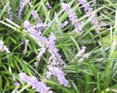 Ornamental Grass 40 Live Plants Monkey Grass Mondo Grass Liriope Groundcover