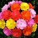 The Camellia  -  Handmade Paper Flower - MIX COLORS  - Set of 20 - Stems Included (Custom Colors Available)