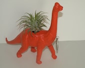 Dinosaur planter with custom message and air plant. Meet Gavin the Brachiosaurus.
