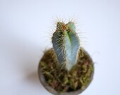 Icy Blue Cactus in Tiny Terra Cotta Pot