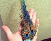 Lovely bright sparkly peacock feather clip