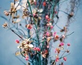 Winter colours - 8x12. Fine art print. Home decor. Cyber Monday.